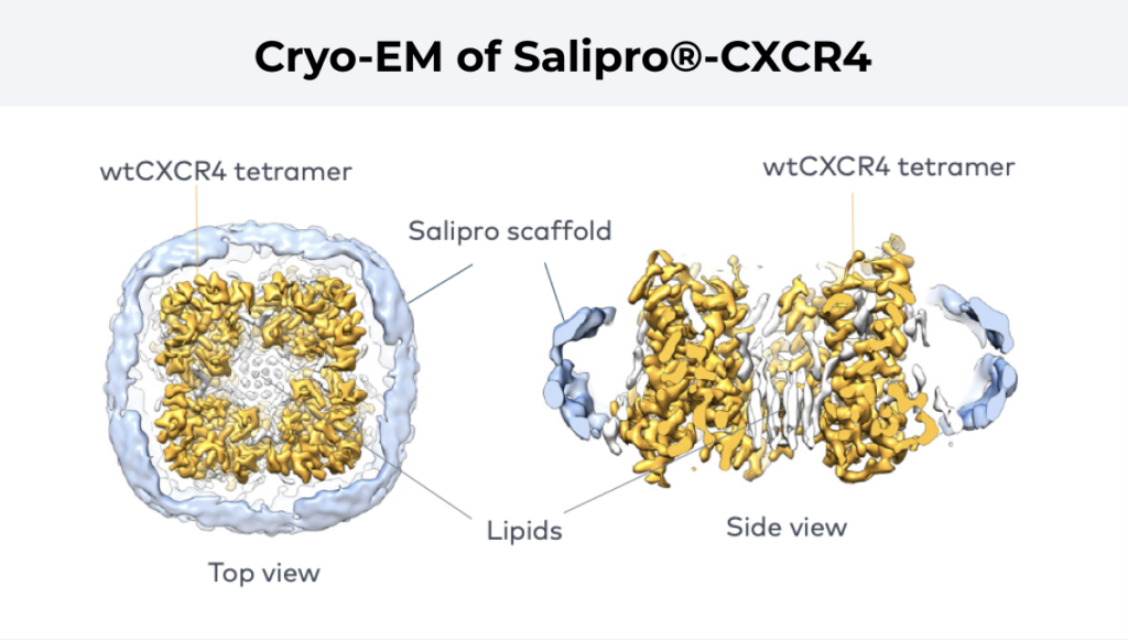 EpitopeMapping_CXCR4_Salipro